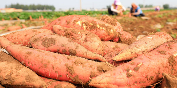 North Carolina sweet potatoes face challenges exporting to Europe.