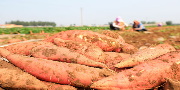 North Carolina sweet potatoes face challenges exporting to Europe.