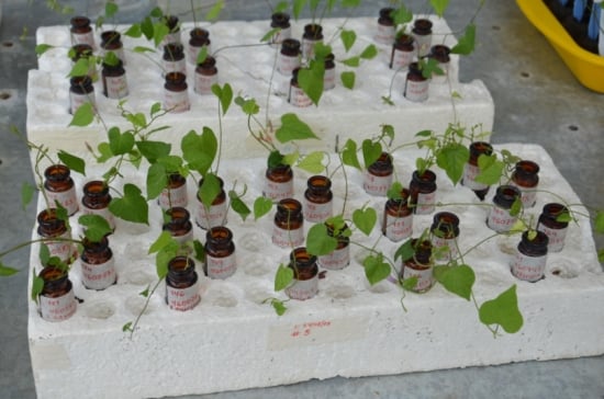 A multiplication of plantlets used in crossing experiment with a variety of sweetpotato CWR. (Courtesy: Bettina Heider, CIP) A multiplication of plantlets used in crossing experiment with a variety of sweetpotato CWR. (Courtesy: Bettina Heider, CIP)