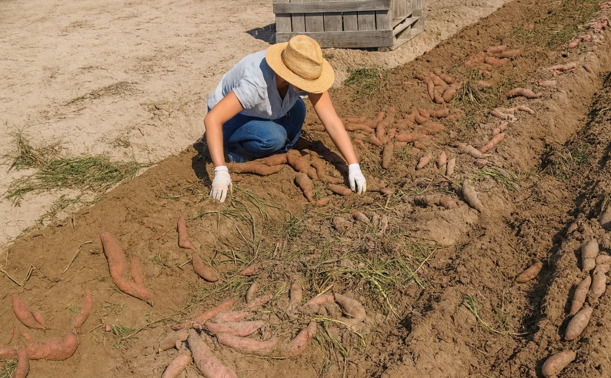 Research: Optimizing Sweet Potato production