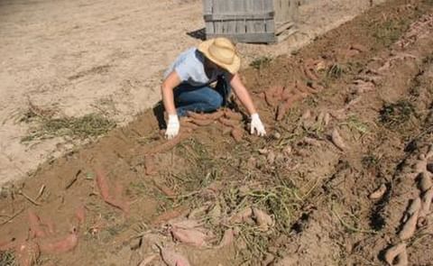 Research: Optimizing Sweet Potato production Research: Optimizing Sweet Potato production