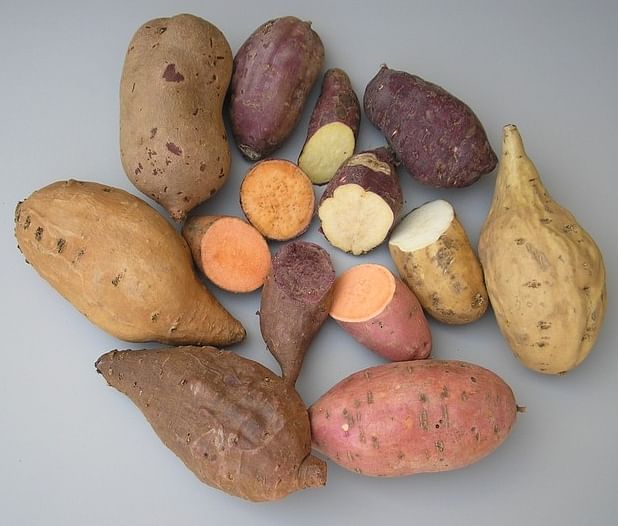 Different Sweet Potato Cultivars. Sweet potatoes are unrelated to "regular" potatoes, they are a different species.