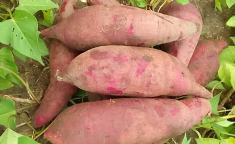 KC-SWEET PURPLE is rich in beta-carotene, iron and zinc. KC-SWEET PURPLE is rich in beta-carotene, iron and zinc.