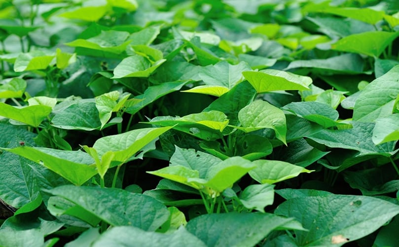Lush Sweet Potato Field Under Natural Light Lush Sweet Potato Field Under Natural Light