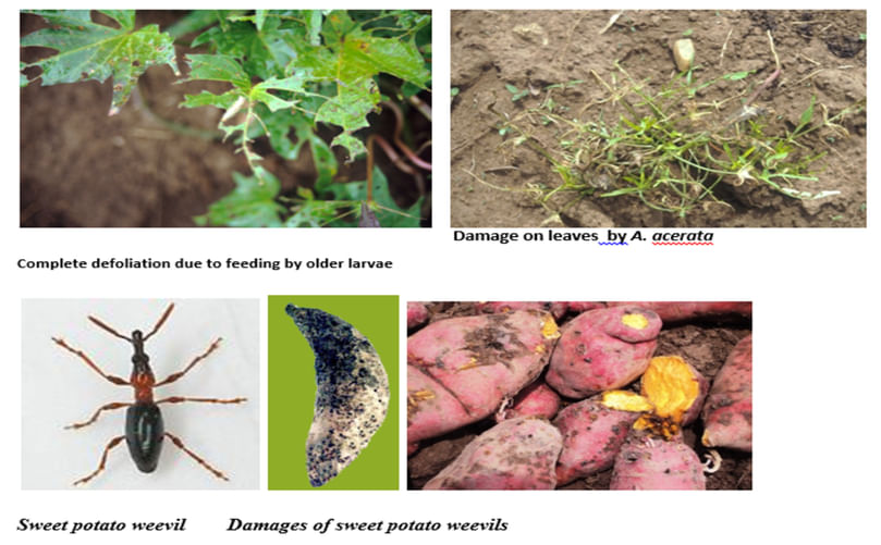 Images depicting common pests and diseases affecting sweet potatoes, such as weevils and root damage. Images depicting common pests and diseases affecting sweet potatoes, such as weevils and root damage.