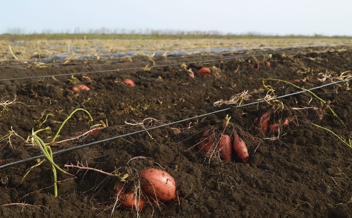 Sweet Potatoes in Ukraine
