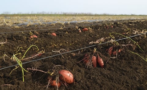 Sweet Potatoes in Ukraine Sweet Potatoes in Ukraine