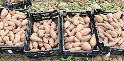 New sweet potato variety could appeal to Canadian growers
