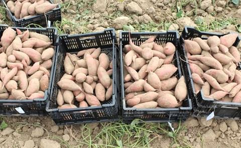 Canada could grow more sweet potatoes rather than rely on imports Canada could grow more sweet potatoes rather than rely on imports