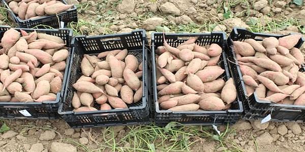 New sweet potato variety could appeal to Canadian growers