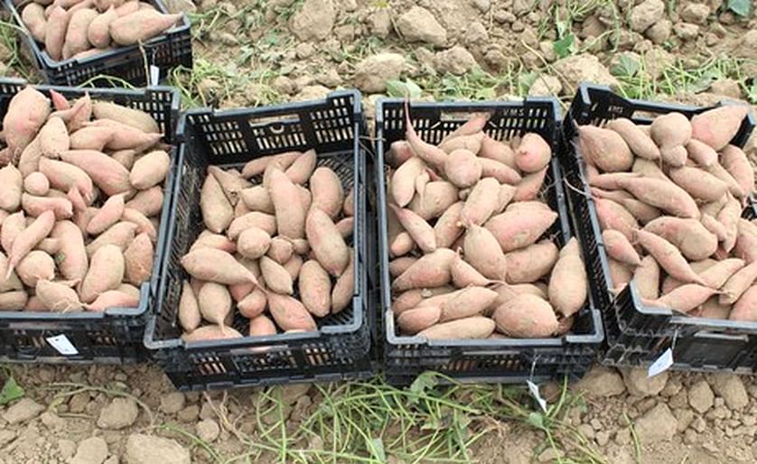 Canada could grow more sweet potatoes rather than rely on imports