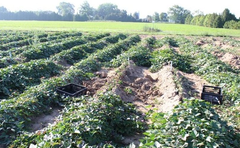 Maturity trial for Radiance sweet potato.