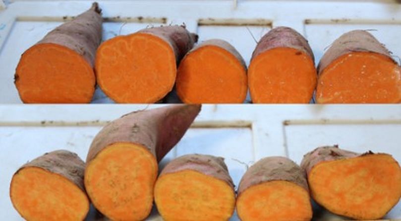 Radiance (top photo) compared to the Convington (below) sweet potato