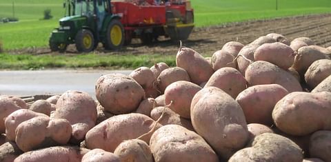 Low Potato Yields expected in Switzerland