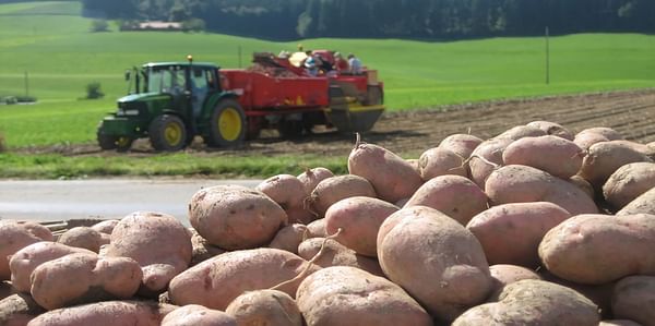 Low Potato Yields expected in Switzerland