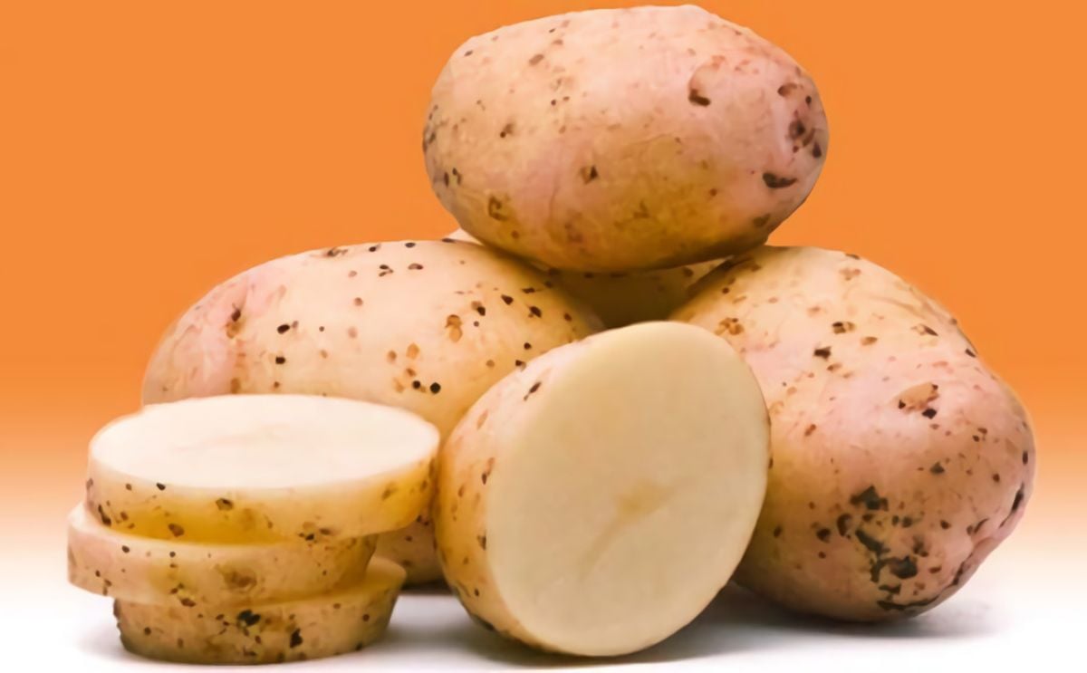 Swisspatat adds a new potato variety on its 2022 list Swisspatat adds a new potato variety on its 2022 list