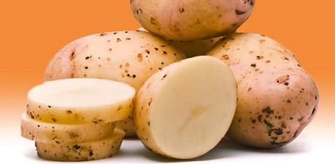 Swisspatat adds a new potato variety on its 2022 list