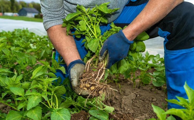 The Swisspatat professional association forecasts a deficit of around 130,000 tonnes for 2026 The Swisspatat professional association forecasts a deficit of around 130,000 tonnes for 2026