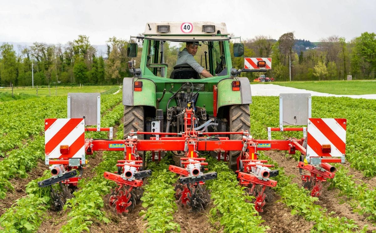 Potatoes move through harvesting equipment during the Swiss potato harvest, which has been affected by difficult growing conditions