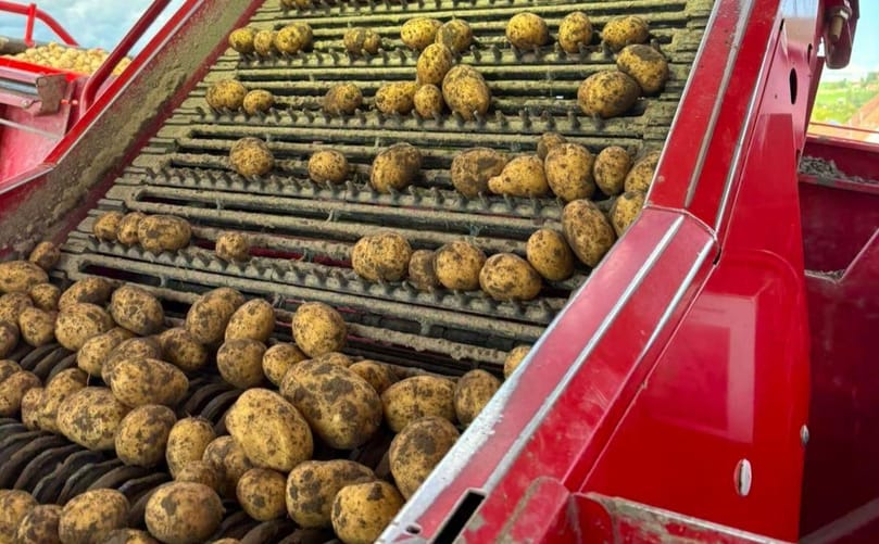 Switzerland is recording its lowest potato harvest on record in 2026 following a season marked by challenging weather conditions Switzerland is recording its lowest potato harvest on record in 2026 following a season marked by challenging weather conditions