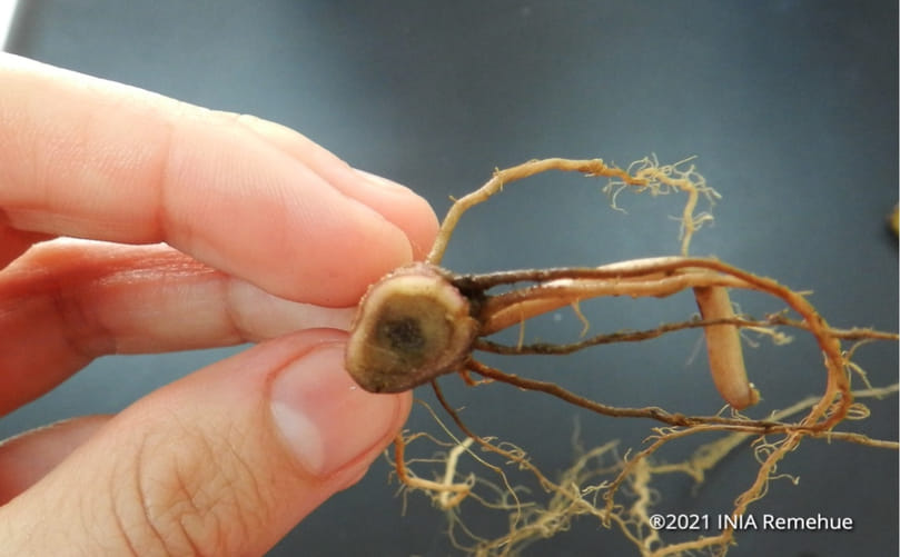 Systemic Vascular Colonization by Ralstonia solanacearum