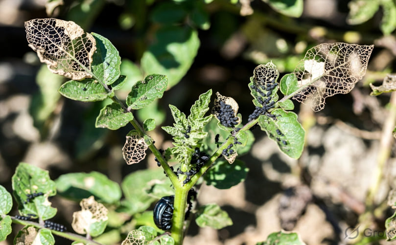 Visible Damage Patterns and Crop Symptoms Caused by Leaf Beetles Visible Damage Patterns and Crop Symptoms Caused by Leaf Beetles
