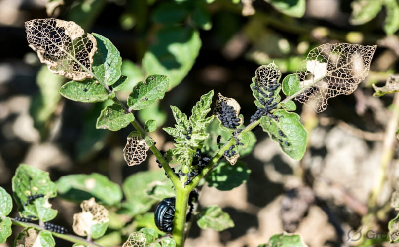 Visible Damage Patterns and Crop Symptoms Caused by Leaf Beetles Visible Damage Patterns and Crop Symptoms Caused by Leaf Beetles