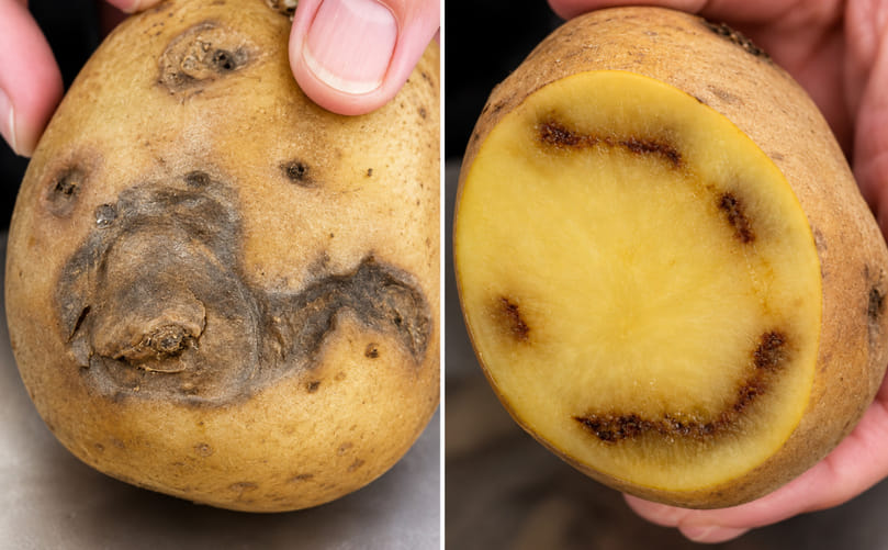 External and Internal Symptoms of Potato Ring Rot