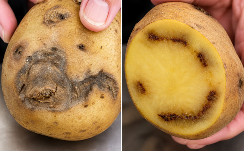 External and Internal Symptoms of Potato Ring Rot External and Internal Symptoms of Potato Ring Rot