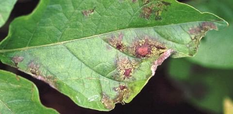 Late blight symptoms on potato leaf