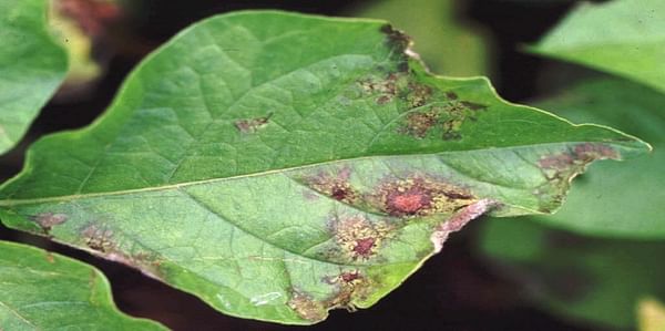 Late blight symptoms on potato leaf