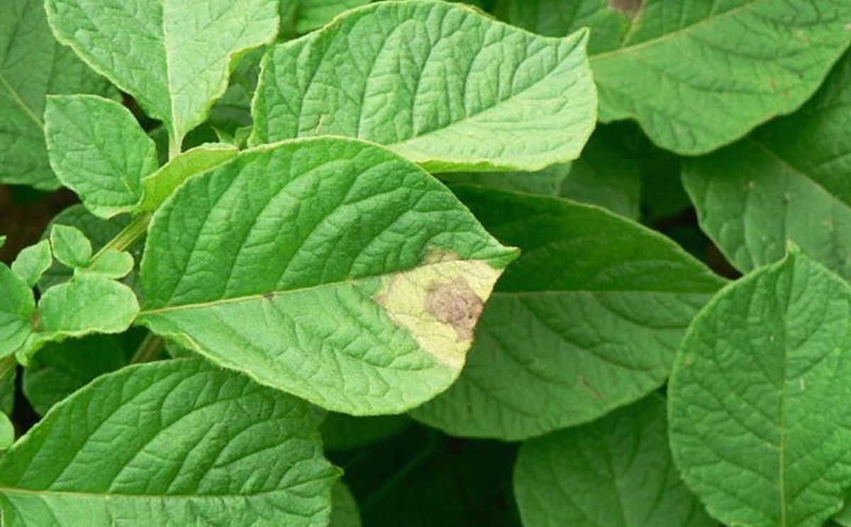 Symptoms of late blight on leaves