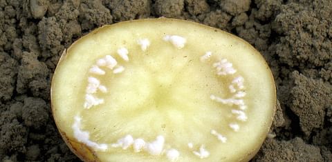 Potato brown rot bacteria found in Michigan greenhouse
