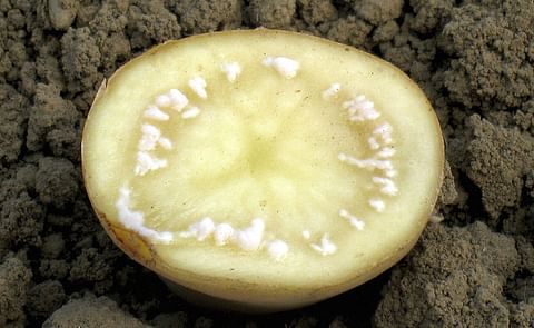 Potato brown rot bacteria found in Michigan greenhouse Potato brown rot bacteria found in Michigan greenhouse