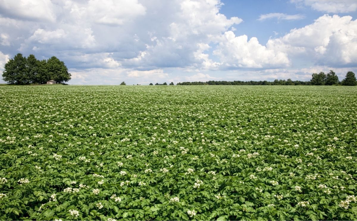 Syngenta offers a range of potato crop protection solutions Syngenta offers a range of potato crop protection solutions