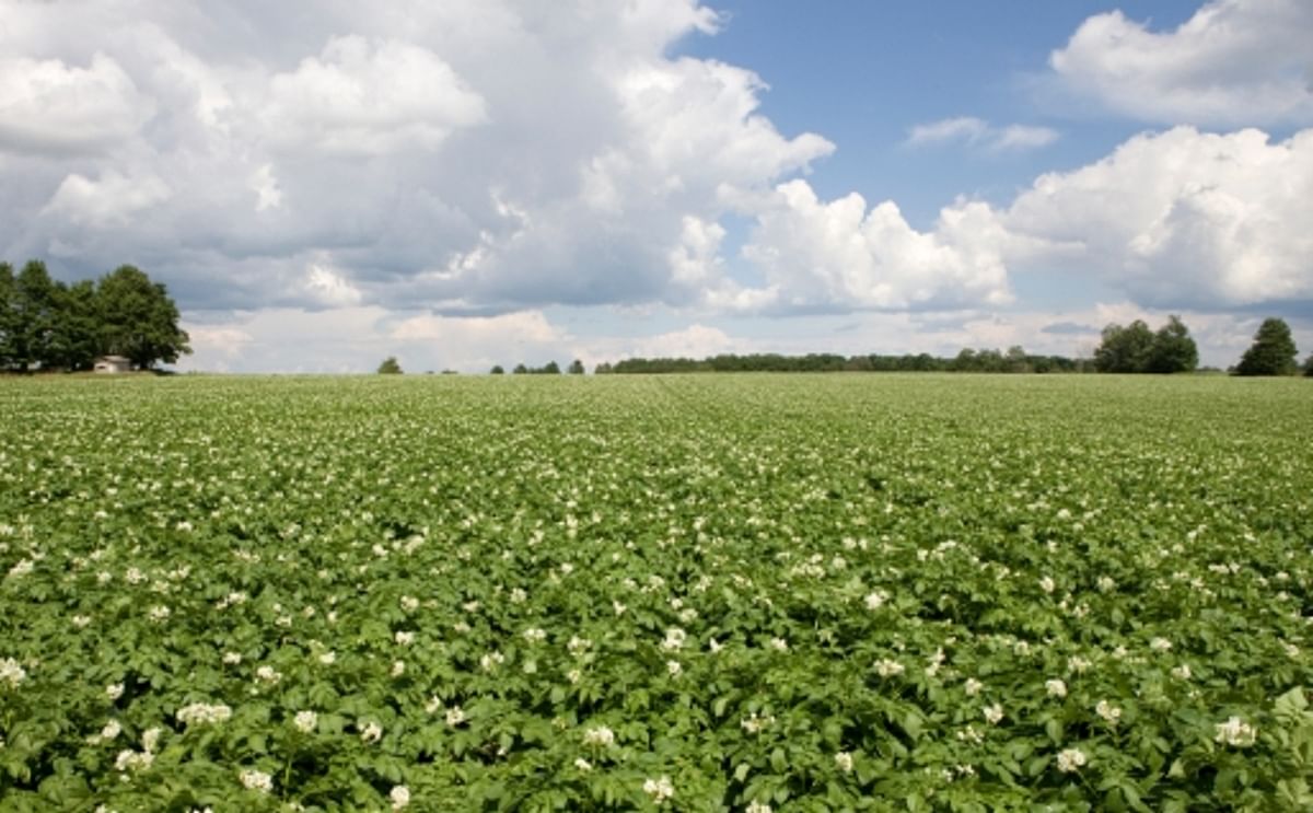 Syngenta response on Monsanto acquisition offer
