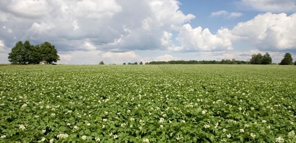 Syngenta offers a range of potato crop protection solutions