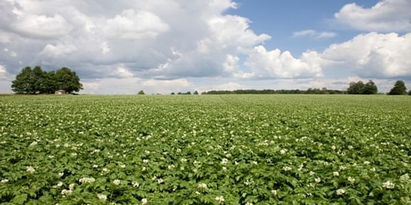 Syngenta offers a range of potato crop protection solutions