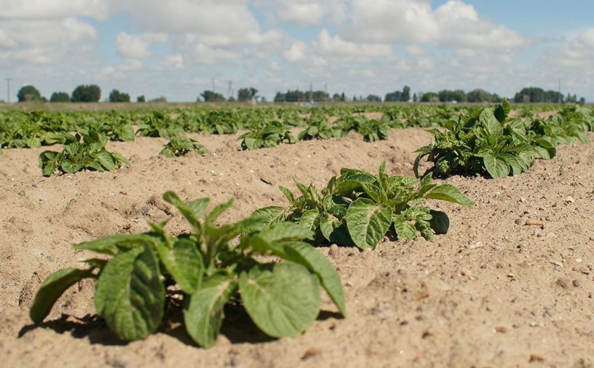 DPRK Accelerates Early Potato Planting Across Provinces DPRK Accelerates Early Potato Planting Across Provinces
