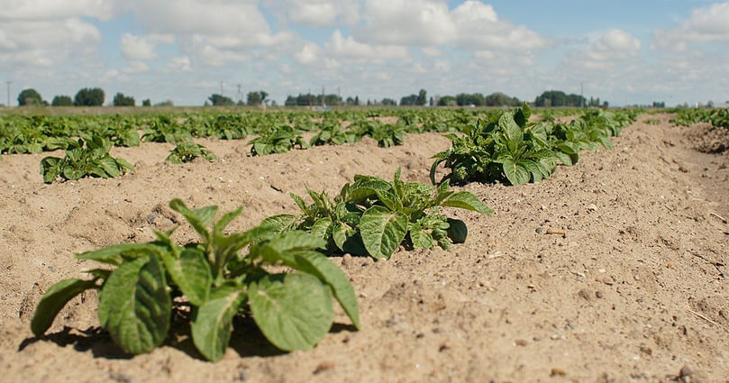 Growers can reduce early-season risk with a management plan that addresses insects and disease at planting.