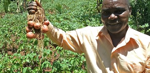 Farmers in Tanzania benefit from more resilient potato varieties