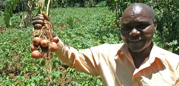 Farmers in Tanzania benefit from more resilient potato varieties