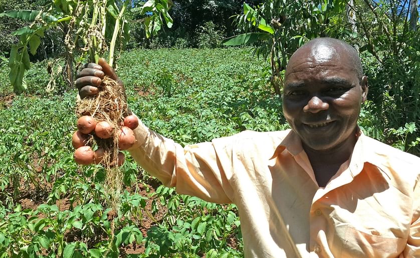 Thanks to resistant potato varieties, Late Blight is no longer a serious threat to the highland farmers in Lushoto, Tanzania (Courtesy: D. Harahagazwe CIP)