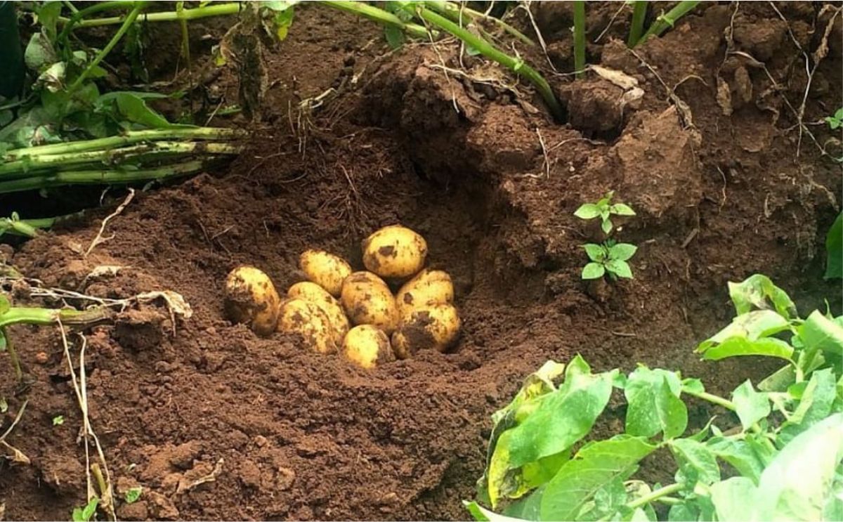 Potato farmers in Tanzania get recommendation to use Mechanization Potato farmers in Tanzania get recommendation to use Mechanization