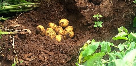 Potato farmers in Tanzania get recommendation to use Mechanization