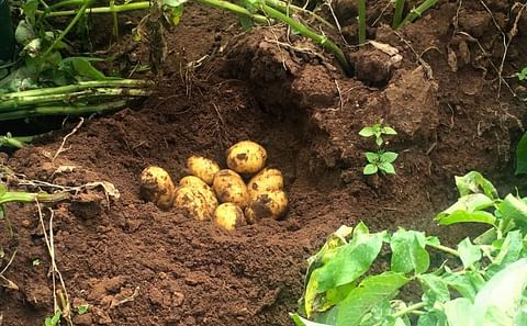Growing seed potatoes in Tanzania (Courtesy: New Markets Lab) Growing seed potatoes in Tanzania (Courtesy: New Markets Lab)