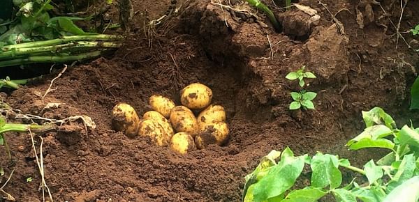 Potato farmers in Tanzania get recommendation to use Mechanization