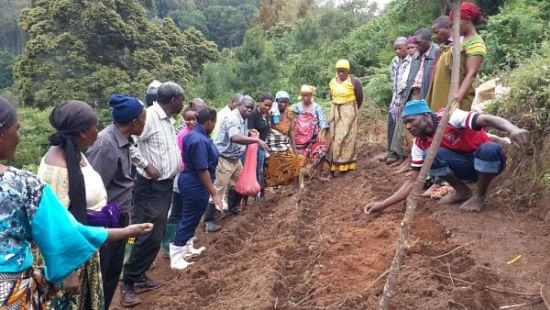 Using participatory action research, this study aimed to empower smallholder farmers to plant year-round while increasing yields. Potatoes may be grown on small terraces on steep hills such as these.
(Courtesy: D. Harahagazwe, CIP)