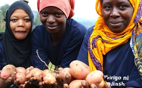 On-farm trials in Lushoto, Tanzania has led to identification of better adapted potato varieties that are high yielding. In this picture - taken in 2014 - Lushoto farmers proudly showcase Asante potatoes (Courtesy S. Quinn; CIP)