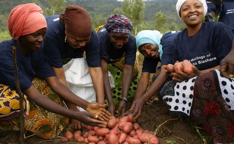 According to research trials by the International Potato Center, the right potato varieties can boost the yield of these potato farmers in Tanzania by as much as a factor ten (Courtesy: CGIAR) According to research trials by the International Potato Center, the right potato varieties can boost the yield of these potato farmers in Tanzania by as much as a factor ten (Courtesy: CGIAR)